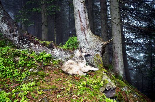 Beautiful summer forest mountain path