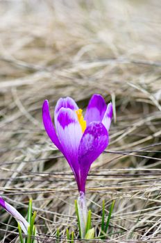 Spring crocus flowers on green natural background. Selective focus