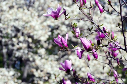 Beautiful Flowers of a Magnolia Tree