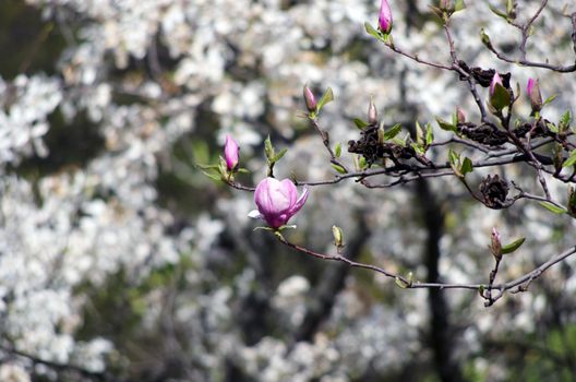 Beautiful Flowers of a Magnolia Tree