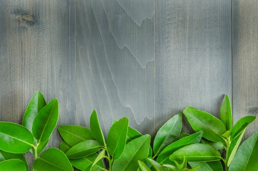 top view of wooden background with green leaves