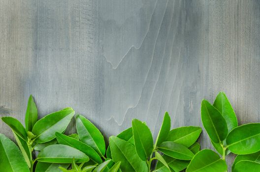 top view of wooden background with green leaves
