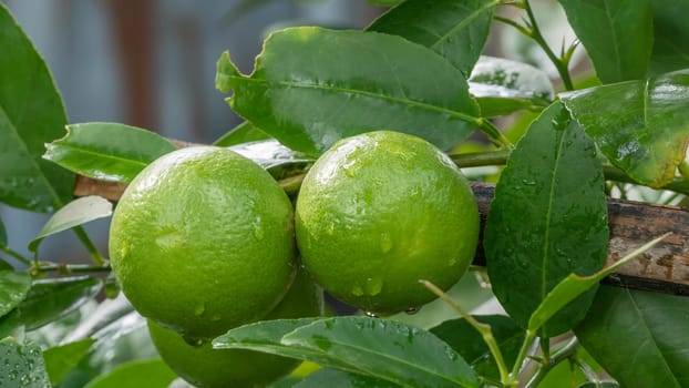Lime green tree hanging from the branches of it