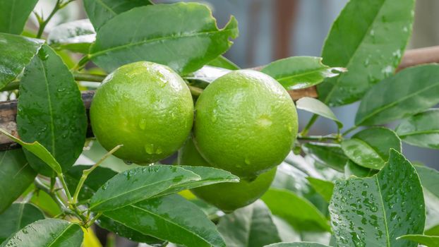 Lime green tree hanging from the branches of it