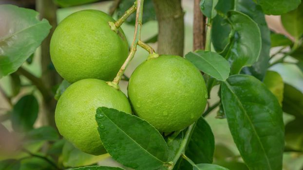 Lime green tree hanging from the branches of it