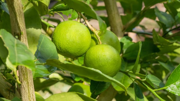 Lime green tree hanging from the branches of it