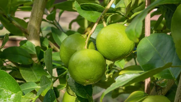 Lime green tree hanging from the branches of it