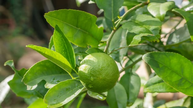 Lime green tree hanging from the branches of it