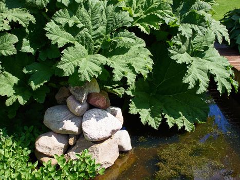 Exotic large leafed plant Gunnera Manicata known as Brazilian giant-rhubarb in a beautiful tropical garden