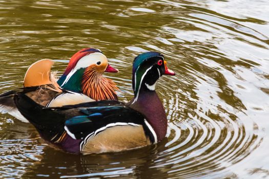 Closeup Mandarin duck (Aix galericulata) swimming in a pond.