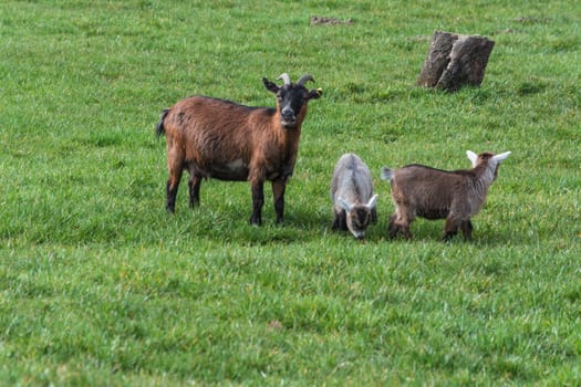 Goats that eat grass, goat on a pasture.