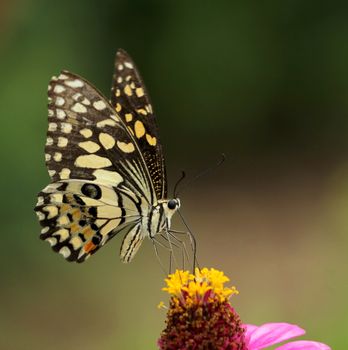 Beautiful butterfly perched on a flower.