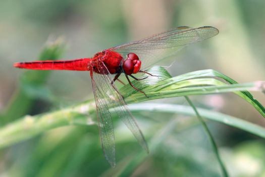 Image of dragonfly perched on a green leaf.