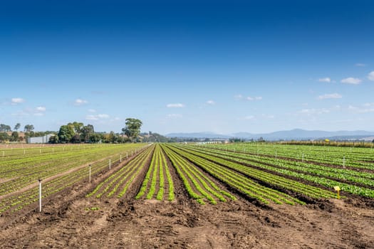 Crop Fields. Young plants in neat rows in a fieild.  Irrigation pipes can be seen rising from the ground.