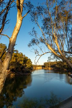 Murray river early in the morning with river gum trees on both banks