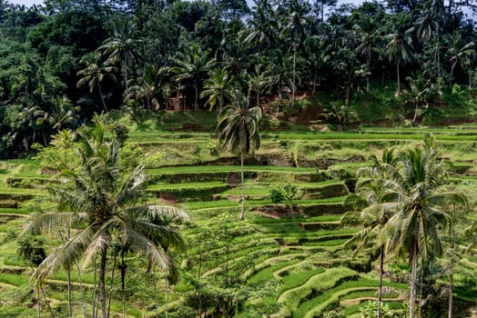 ubud rice paddy fields