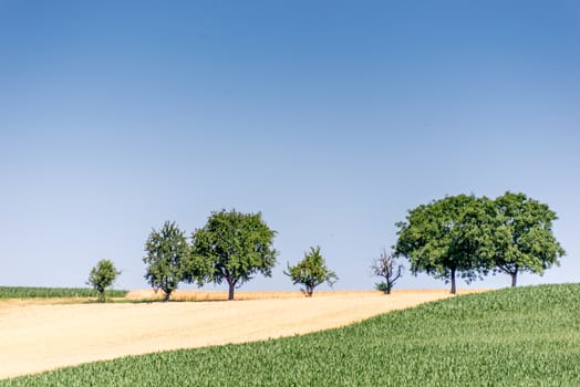 farmers field with trees and crops