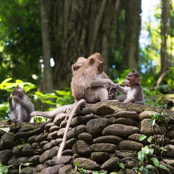 Long tailed macaque in the Monkey Forest near Ubud Bali