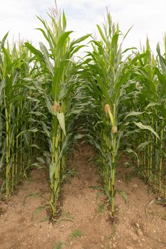 Corn field close up