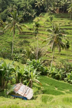 ubud rice paddy fields