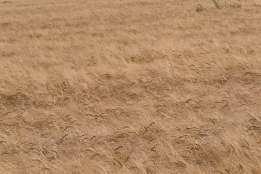 Golden wheat field nearly ready for havesting.