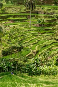 ubud rice paddy fields