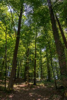 Deep in a forest looking up a hill