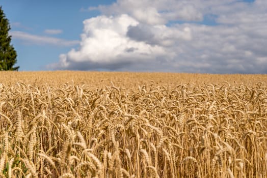 Golden wheat field nearly ready for havesting.