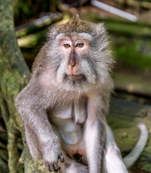 Long tailed macaque in the Monkey Forest near Ubud Bali