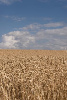 Golden wheat field nearly ready for havesting.