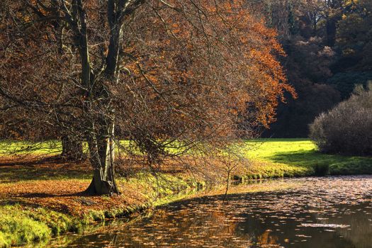 The leafy tree in the morning sunshine and the Pond