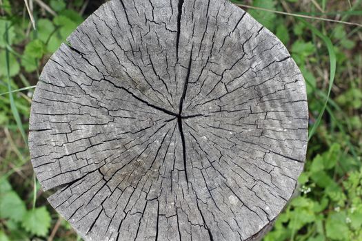 Old tree cross-sectional with age rings. Close up composition