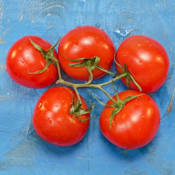 Ripe, red tomatoes on branch, blue background