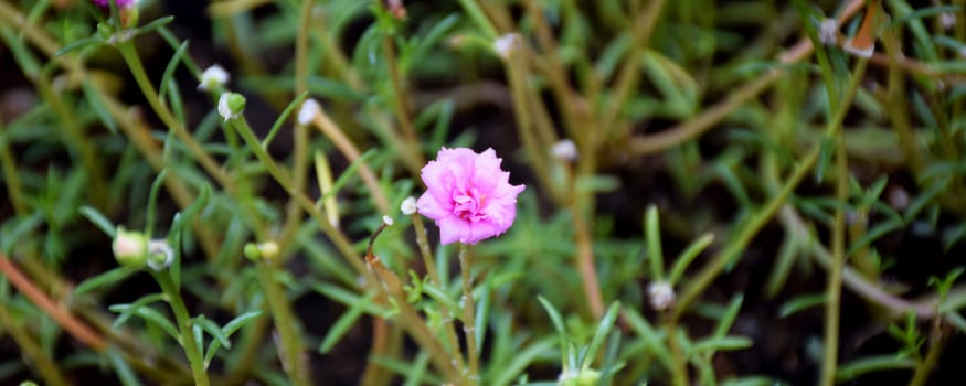 Macro image of pink flower on grass.