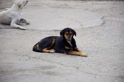 Side view of Black dog in Thailand.