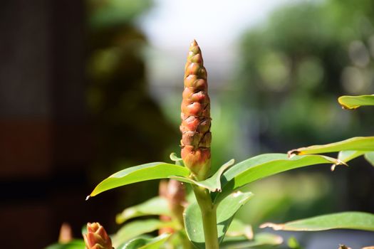 Red sharp flowers in thailand.