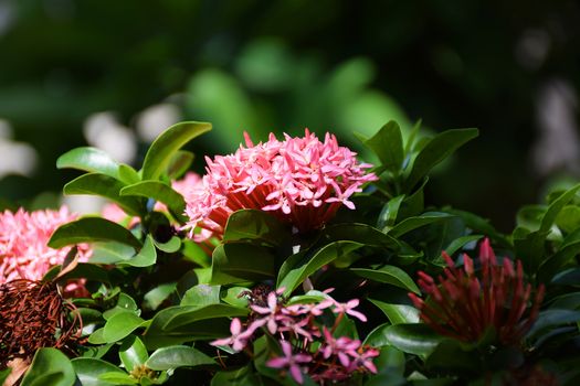 Red Ixora flowers in thailand.