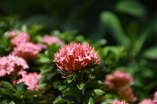 Red Ixora flowers in thailand.