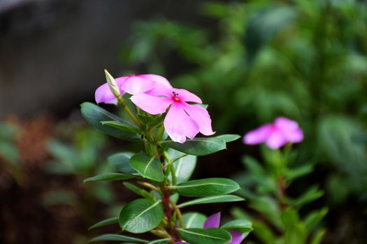 pink flowers in thailand.