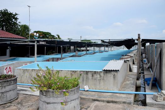 The Shrimp concrete farming. A fish hatchery  in Thailand. breeding aquatic animals.