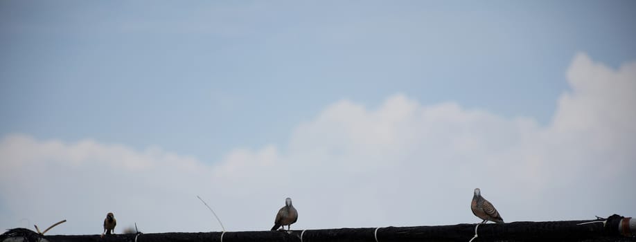 Three dove on the roof.