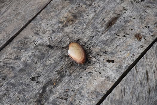 One shell on a wooden texture table. Top view.