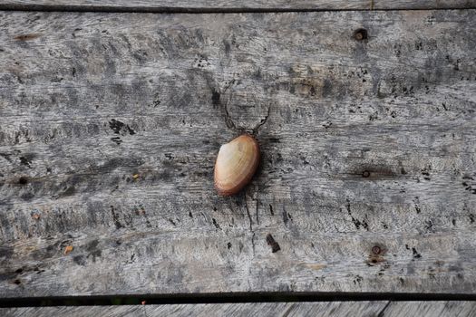 One shell on a wooden texture table. Top view.