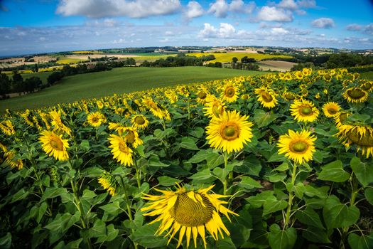 A sunflower field in France close to Toulouse