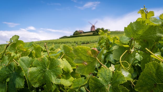 Champagne vineyard with a mill in the background