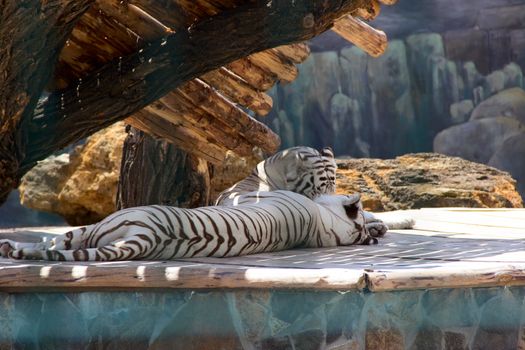 Family of white tigers at the zoo. photo