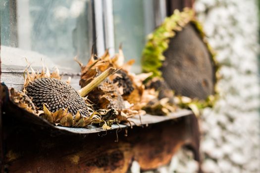 sunflowers, dry head lying on an old windowsill.