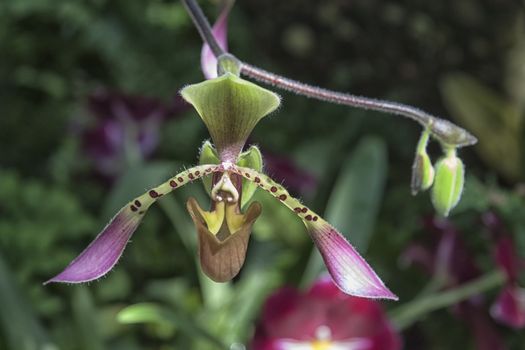 A closeup image of a pink Slipper Orchid (Paphiopedilum) flower.