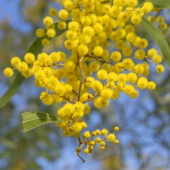 Australian Icon Golden Wattle Flowers blooming in spring close up
