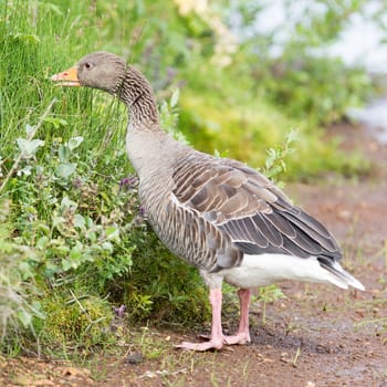 Greylag Goose (Anser Anser) eating in a national park in Iceland